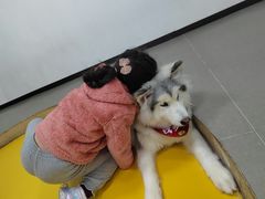 -Husky Go! 哈士奇体验馆·宠物咖啡厅狗咖