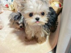 -萌宠之家·腊肠犬·马尔泰·小体犬舍