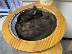 -团子家猫咪猫咖馆·柯基·柯尔鸭