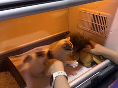 -哆趣宠物医院·眼科·内镜·急重症转诊中心(上海店)