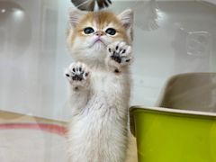 -青奢宠物·青奢猫舍