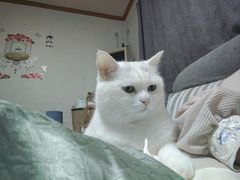 -半岛宠物医院24小时(科华中路店)