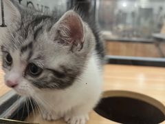 -袖虎·猫馆(体育西路店)