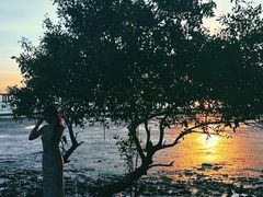 -宝安西湾红树林湿地公园