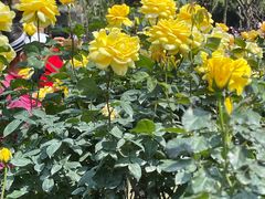 -人民公园(罗湖区)