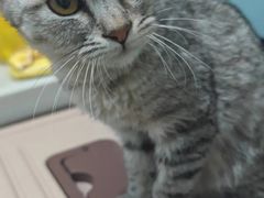 -天宠宠物医院24小时·急重症诊疗中心·全科·腔镜特色(和平分院)