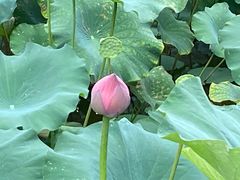-深圳仙湖植物园