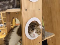-平行世界·猫咖(首经贸店)