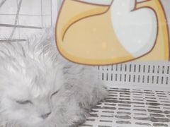 -瑞派康怡24h宠物医院·犬猫医疗中心·微创绝育(瑞景分院)