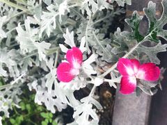 -上海鲜花港