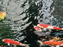 -鲤院·新中式美学·庭院餐厅(夫子庙店)