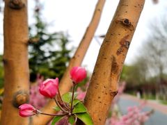 -大兴滨河森林公园