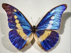 -上海昆虫博物馆