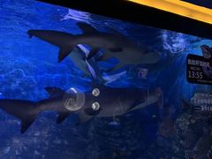 -烟台海昌鲸鲨海洋公园