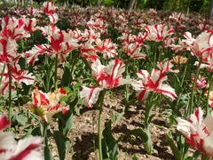 -永定河休闲森林公园