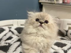 -珠海悠米米努特矮脚猫舍