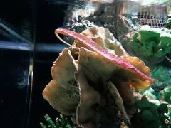 -暹罗海洋世界