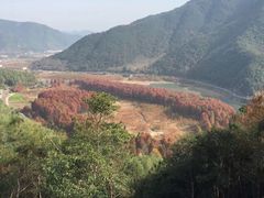 -小芝红树林