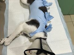 -米苏动物医院·犬猫专科·骨科外科内窥镜