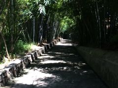 -广东茂名森林公园