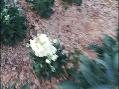 -松山湖梦幻百花洲