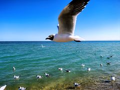 -青海湖国家重点风景名胜区