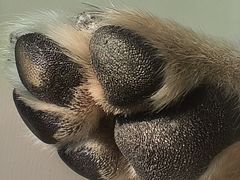 -瑞派·关忠动物医院·猫专科·犬专科(三环新城店)