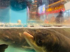 -魏铭鱼头捞饭(晋阳路店)