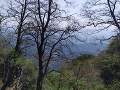 -王顺山国家森林公园