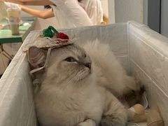 -喵喵咪呀布偶猫咖(春熙路店)