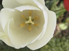 -上海鲜花港