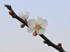 -广州市流溪河国家森林公园