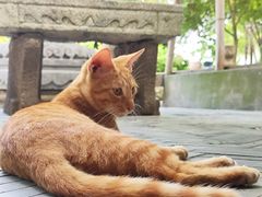 -龙华素斋(龙华路店)