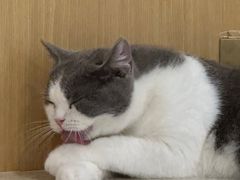 -飞行喵MR PILOT|猫舍·猫咖(静安大融城店)