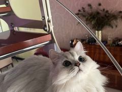 -猫大福·Fortune Cat猫舍(百子湾店)