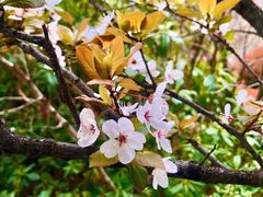 -杭州湾海上花田景区