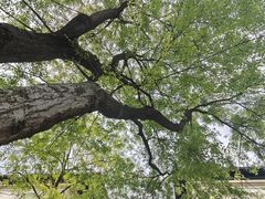 -桤木河湿地公园