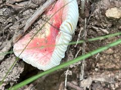 -牛背梁国家森林公园