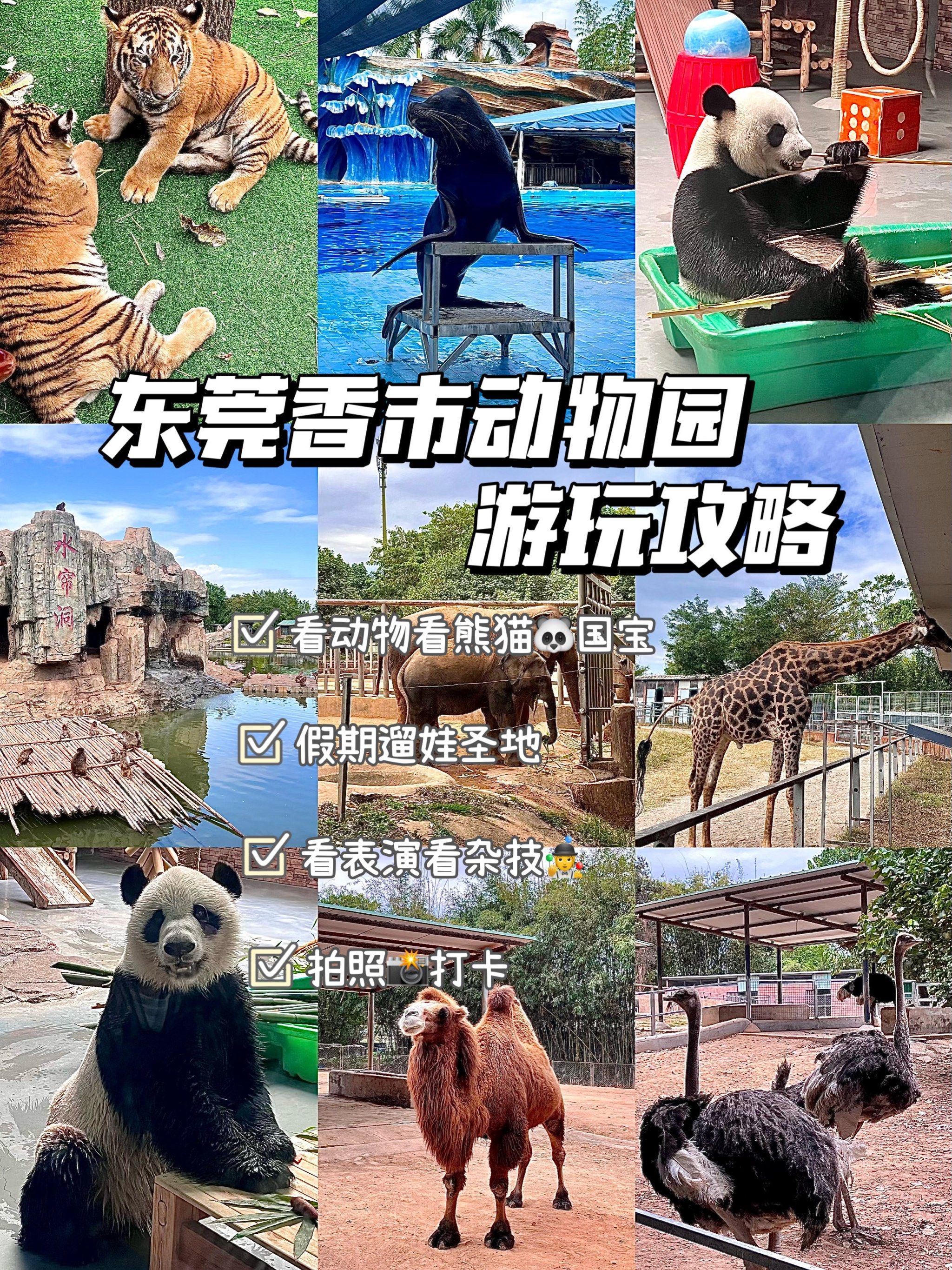 东莞香市动物园🐼一日游攻略‼️