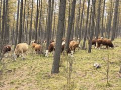 -塞罕坝国家级自然保护区