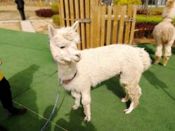 -萌宠亲子动物乐园(槐房万达店)