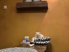 -猫猫幼稚园·撸猫·桌游·电玩