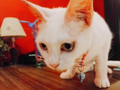 -猫色咖啡·猫咖
