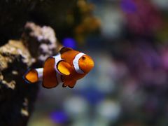 -暹罗海洋世界