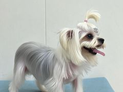 -美联众合动物医院·24h京西诊疗中心