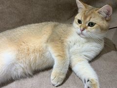 -猫和宫(六道口店)