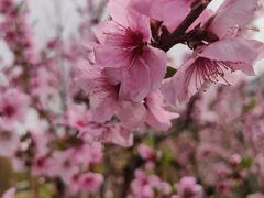 -南汇桃花村