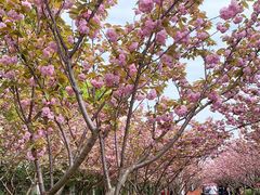 -高东镇樱花园