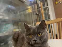 -楼上猫咖(罗湖店)
