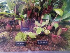 -中国科学院西双版纳热带植物园